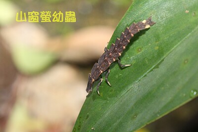 פאזל של 山窗螢幼蟲