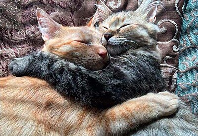 dos gatos abrazados y durmiendo