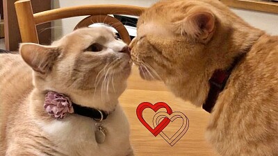 פאזל של dos gatos enamorados