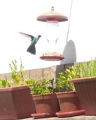 פאזל של Colibrí Herrero