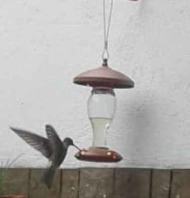 Colibrí Gigante