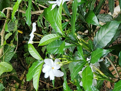 Jardín Botánico, Universidad de Puerto Rico jigsaw puzzle