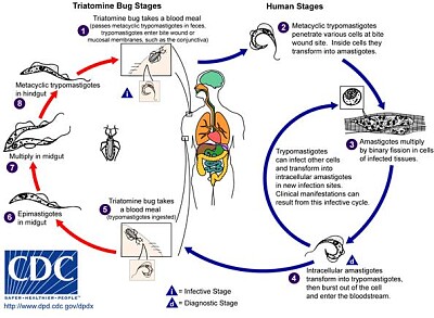 Ciclo biológico