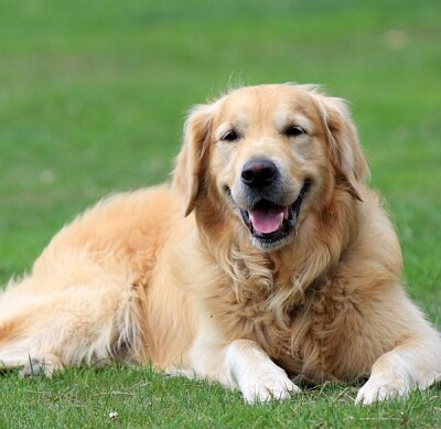 un golden acostado en el pasto