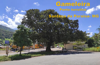 Gameleira