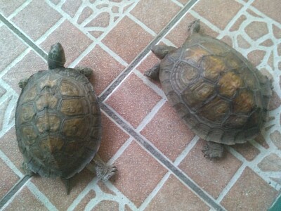 Tortugas