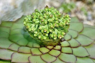 a jigsaw puzzle