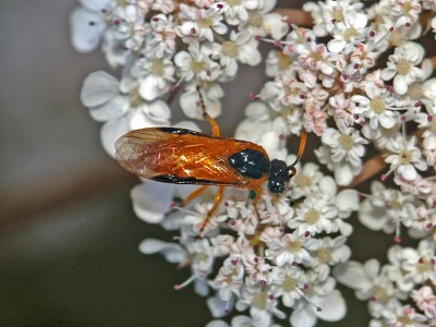 Arge ochropus jigsaw puzzle