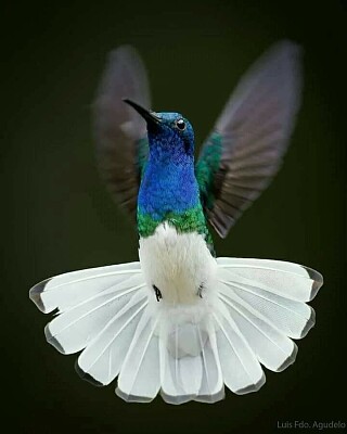 פאזל של colibrí