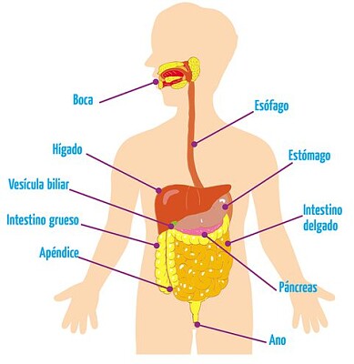 sistema digestivo jigsaw puzzle