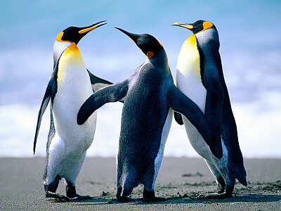 פאזל של pinguinss muito fofos
