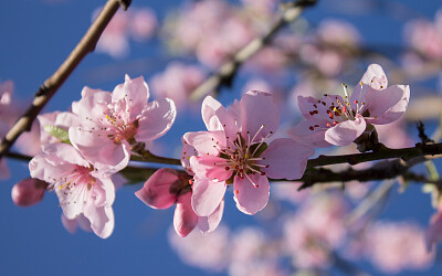 sakura jigsaw puzzle