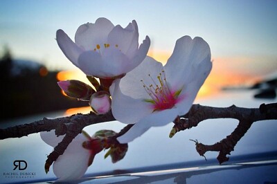 פאזל של almond blossom
