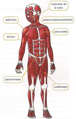 Locomotion System