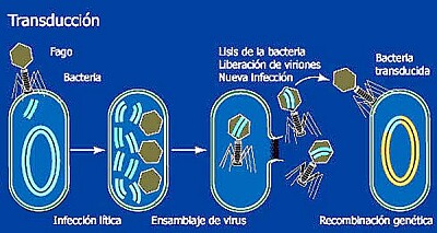 פאזל של bacterias
