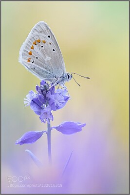 mariposa