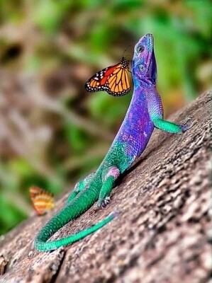 iguana y mariposa