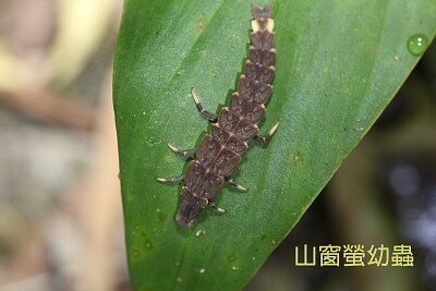 פאזל של 山窗螢幼蟲