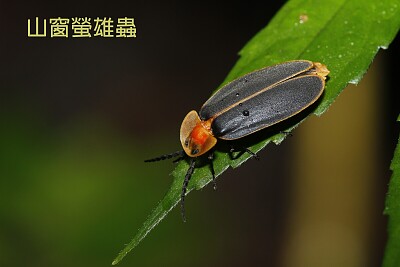 פאזל של 山窗螢雄蟲