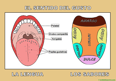 פאזל של sentio del gusto