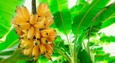 Auge del Banano en Ecuador jigsaw puzzle