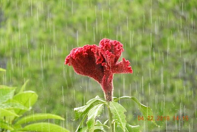 פאזל של FLOWERS