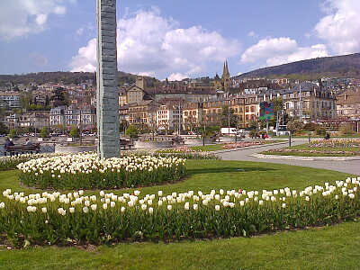 Neuchâtel Tulipes Blanches