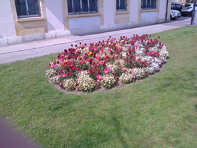 Neuchâtel tulipes et pensées