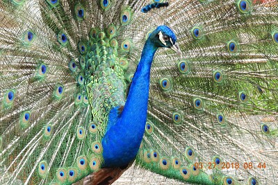 PAVO REAL jigsaw puzzle