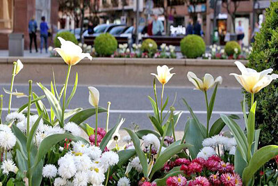 flores en la calle