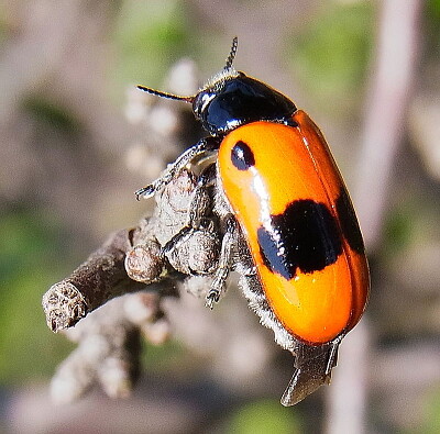 Clytra laeviuscula