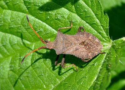 פאזל של Coreus marginatus