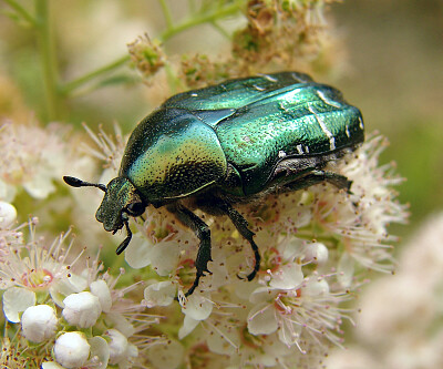 פאזל של Cetonia aurata