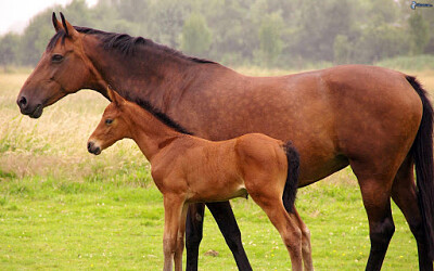 פאזל של caballos