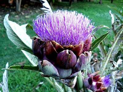 Artichoke jigsaw puzzle