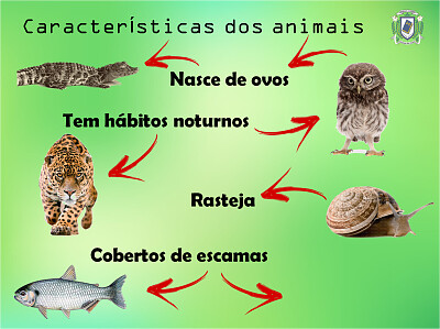 Animais 2º ano