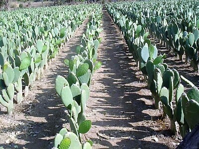 Nopales jigsaw puzzle