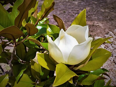 magnolia