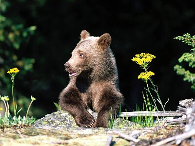 A Hard Life Grizzly Bear Cub jigsaw puzzle