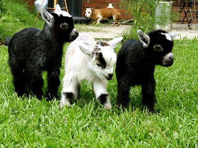 cute baby goats jigsaw puzzle
