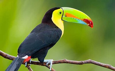 tucan jigsaw puzzle