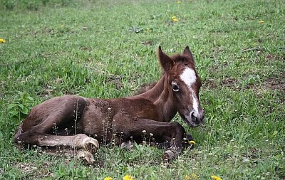 Foto jigsaw puzzle