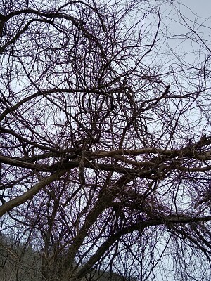 Grape vines covering the tree - Van Buren Park, AR