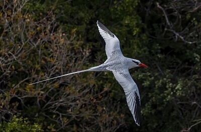 פאזל של Red billed tropic