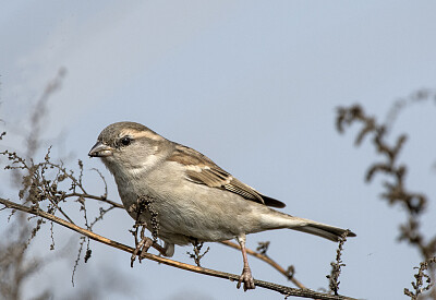 פאזל של Sind sparrow
