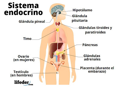 פאזל של sistema endocrino