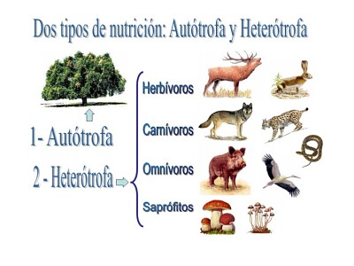 Arma el rompecabezas