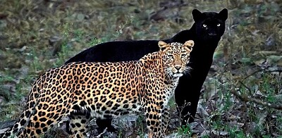 leopardo