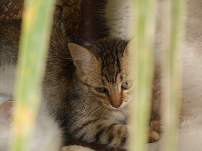 פאזל של gatinho fofo