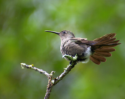 Colibrì mdesto